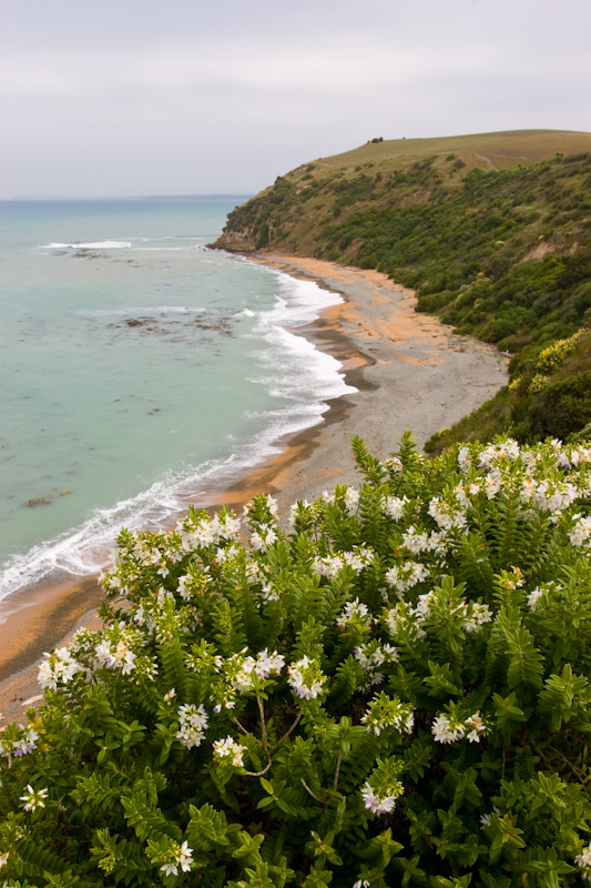 Bushy Beach